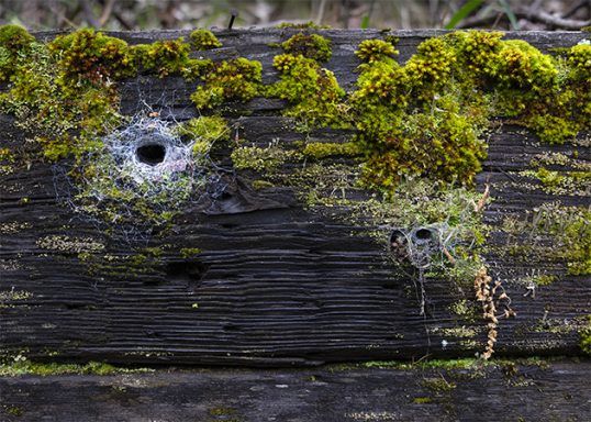 Spider Holes in a railroad tie with webs and moss
