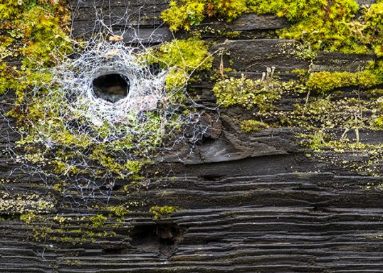 Spider Hole in a railroad tie