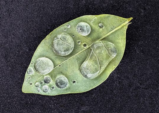 Rain Drops on an Avocado leaf