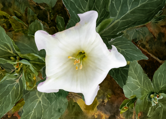 Photo watercolor of a coastal Thorn Apple