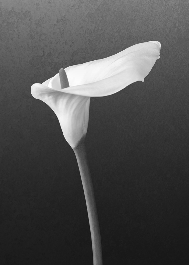 Photo watercolor in black and white of a single white calla lily 