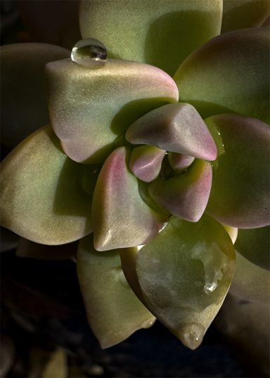 Succulent Rain Drops