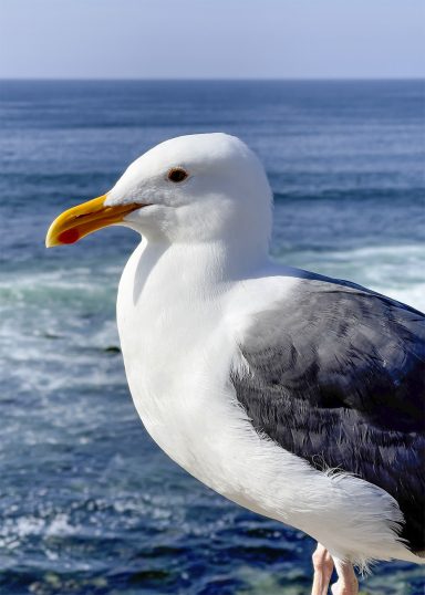 La Jolla Sea Gull basking in the sunshine