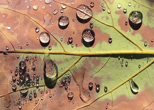 Avocado Leaf with Rain Drops